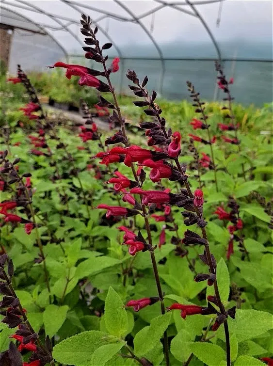 salvia sebastian