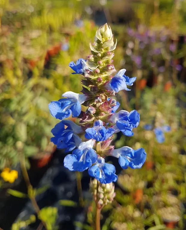 salvia uliginosa