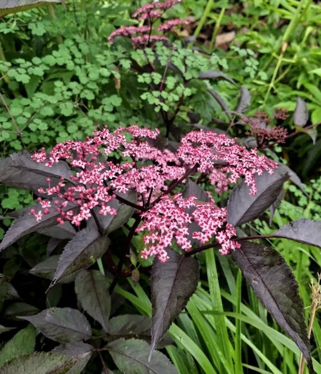 Sambucus nigra 'Thundercloud'
