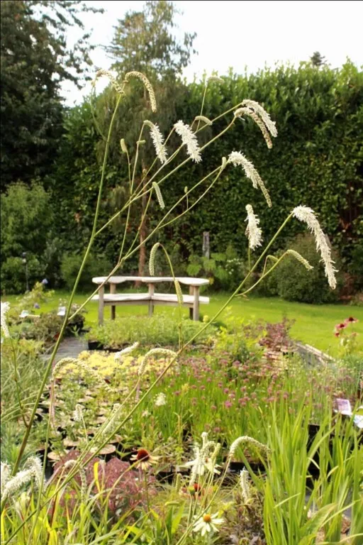 Sanguisorba 'All time High'