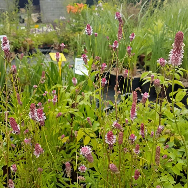 sanguisorba pink tanna