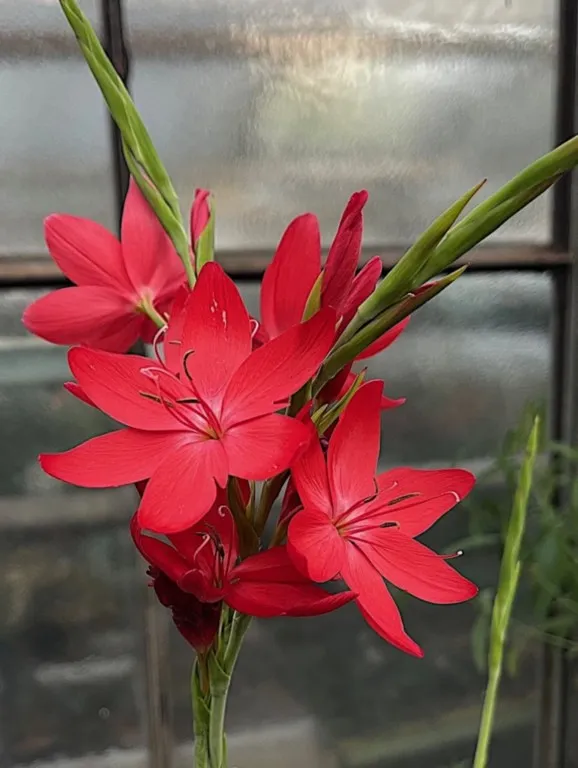 schizostylis rouge
