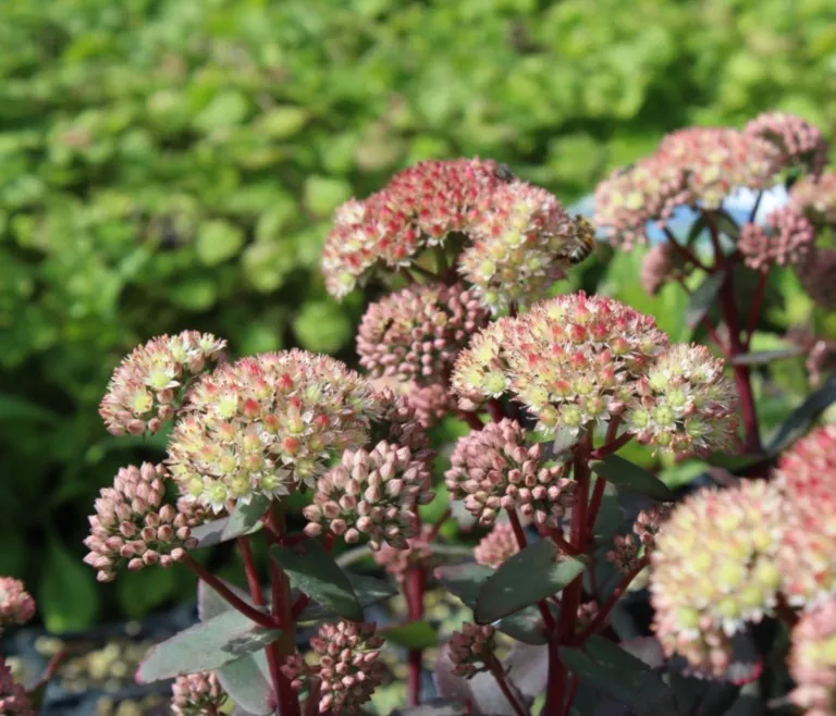 Sedum 'Moonlight Serenade'