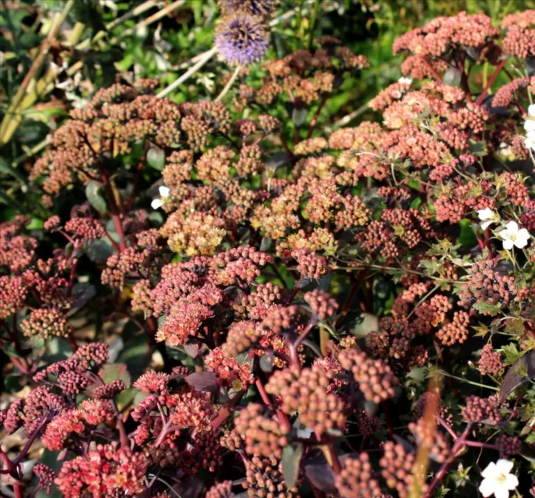 Sedum 'Orange Xenox'
