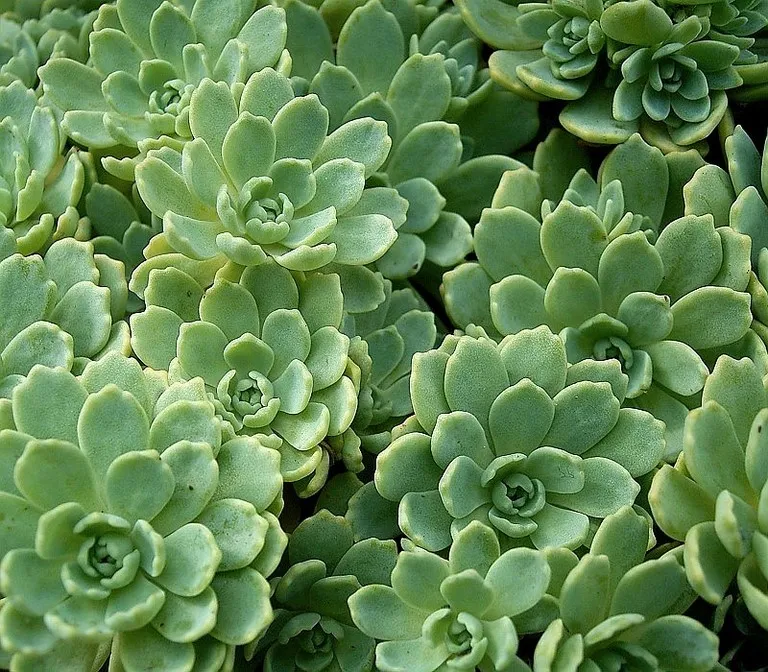 Sedum pachyclados 'opal'