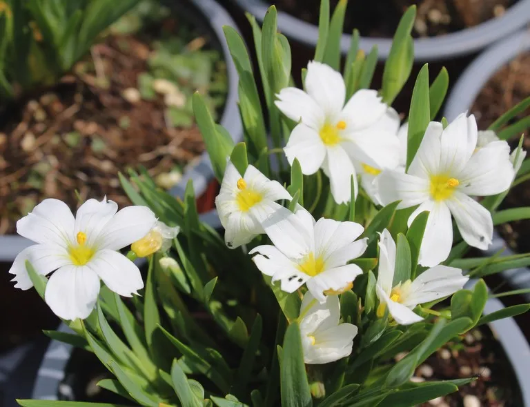SISYRINCHIUM ICEBERG