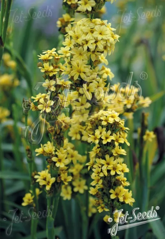 sisyrinchium striatum