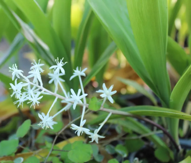 Speirantha convallarioides