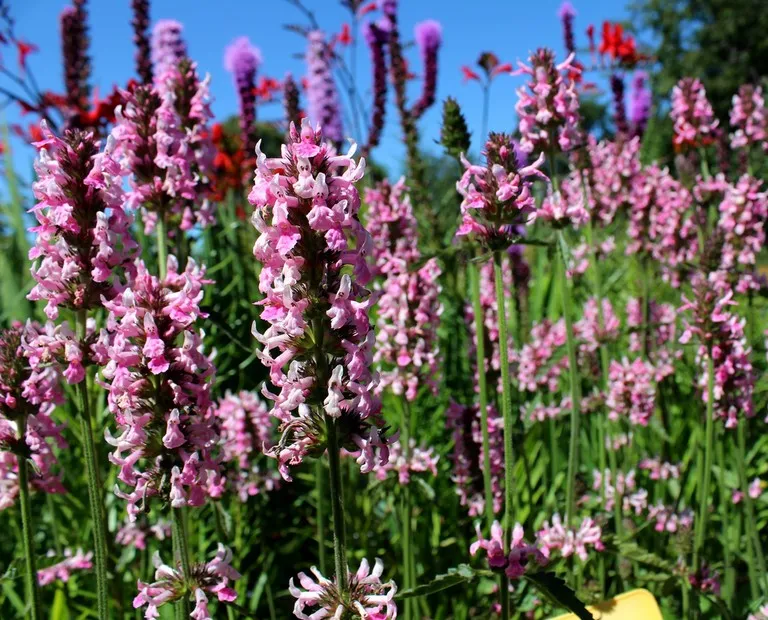 Stachys officinalis 'Pink Cotton Candy'