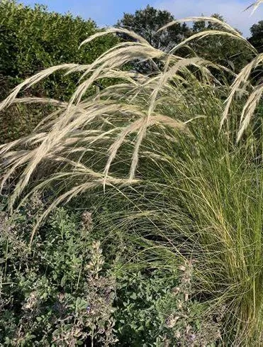 stipa