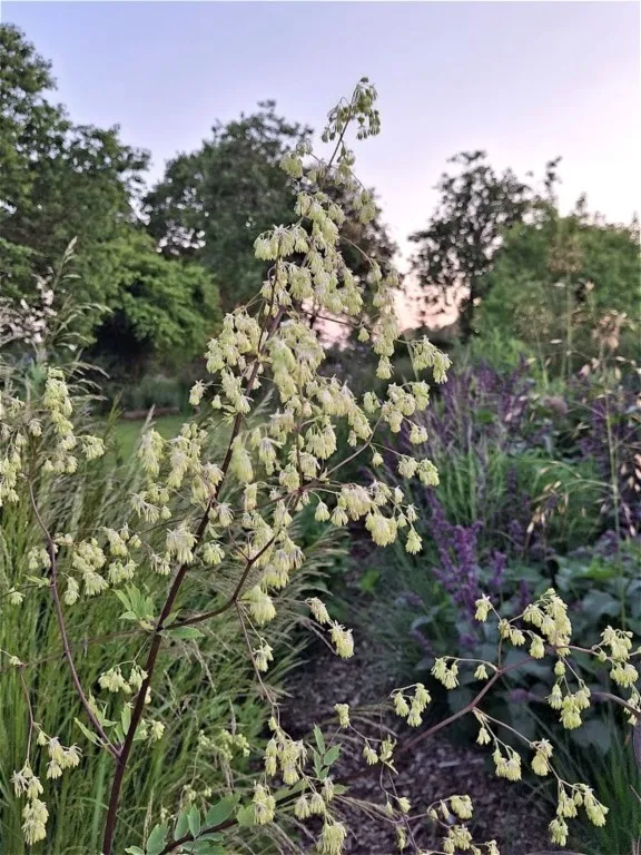Thalictrum dasycarpum