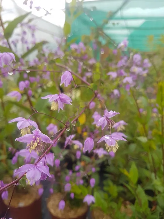 Thalictrum delavayi 'Hinckley'