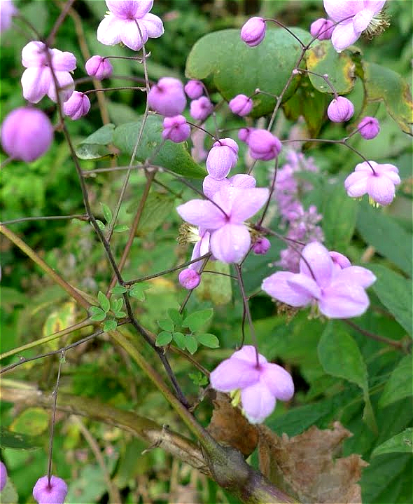 thalictrum