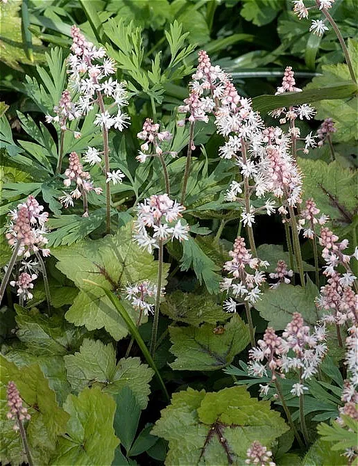 Tiarella