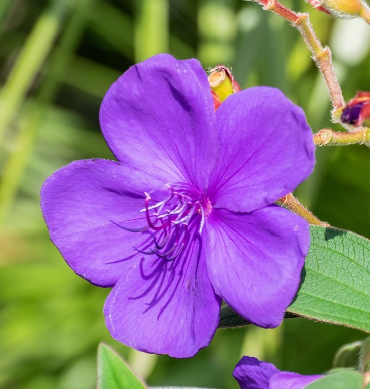 tibouchina