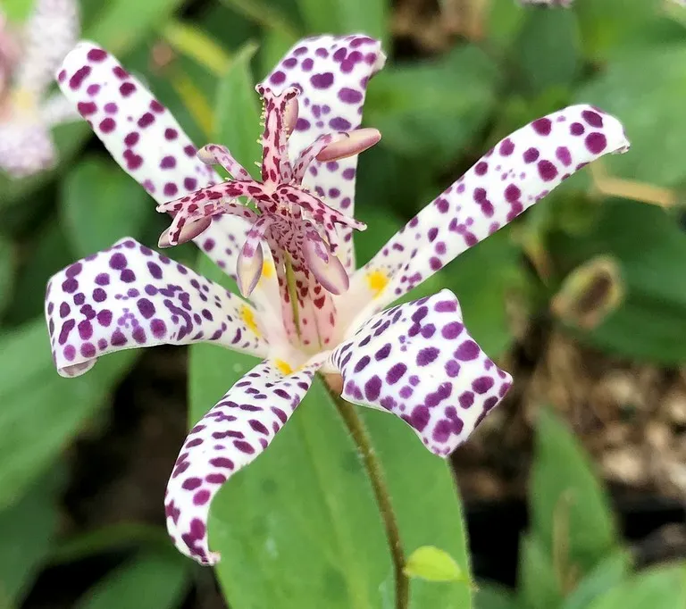 tricyrtis empress