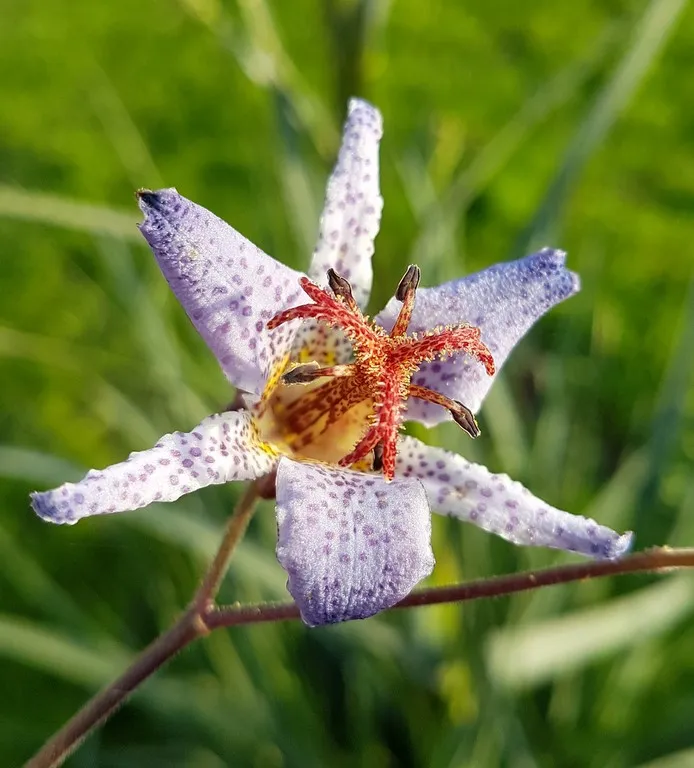 Tricyrtis lasiocarpa