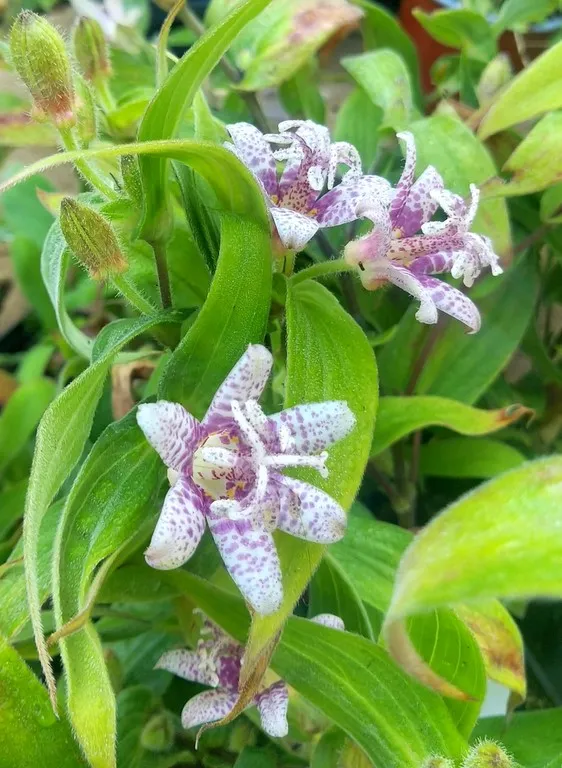 Tricyrtis 'Lightning Strike'