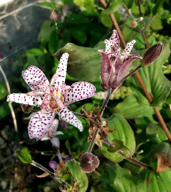 Tricyrtis 'Shimone'