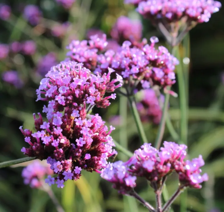 Verbena bonariensis