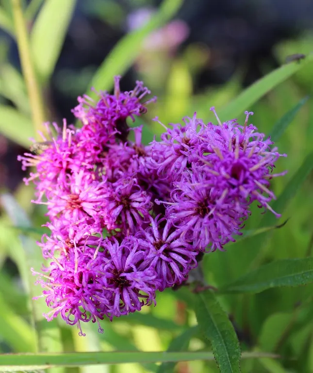 vernonia crinita