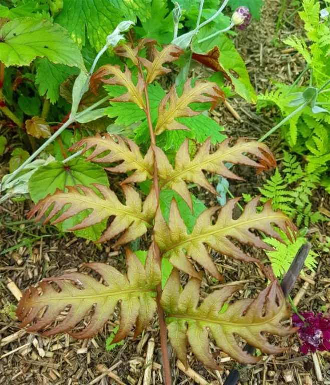 Woodwardia unigemmata