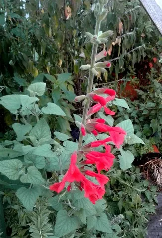 salvia darcyi
