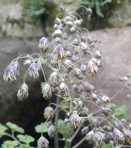 thalictrum dioicum