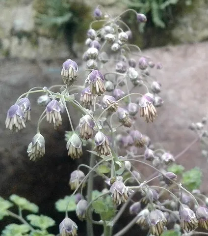 thalictrum dioicum
