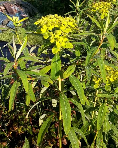 euphorbia sikkimensis