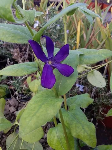 vinca major oxyloba