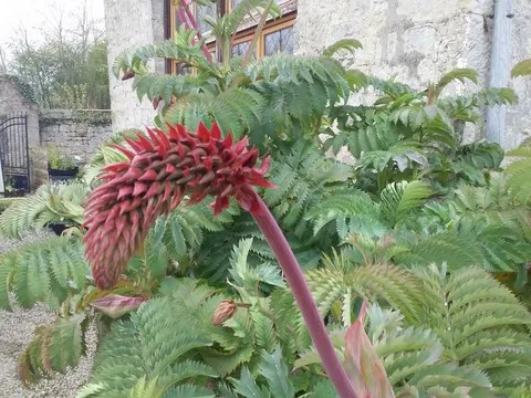 Melianthus major