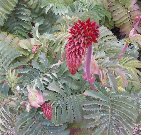 melianthus major