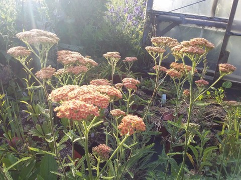 achillea inca gold