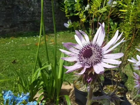 Berkheya purpurea