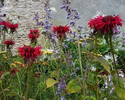 Monarda 'Cambridge Scarlett'