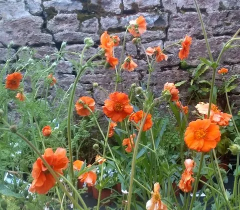 Geum Prinses Juliana