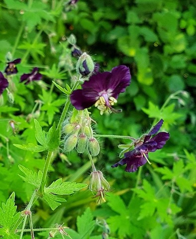 Geranium phaeum 'raven'