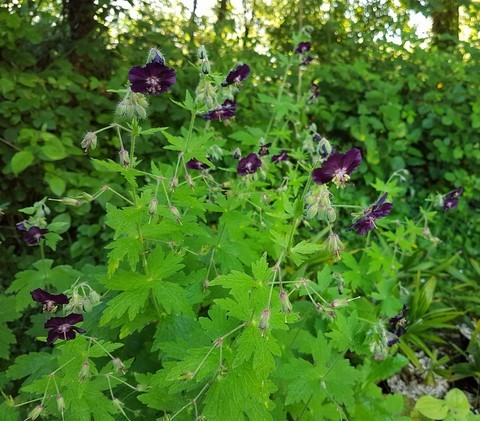Geranium phaeum Raven