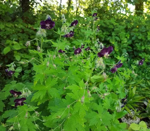 Geranium phaeum Raven