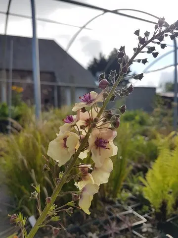 Verbascum 'Southern Charm'