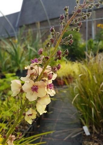 verbascum southern charm