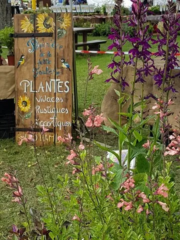 Lobelia 'Hadspen Purple' & Salvia 'Ribambelle'