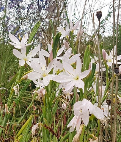 Schizostylis 'Pink Princess'