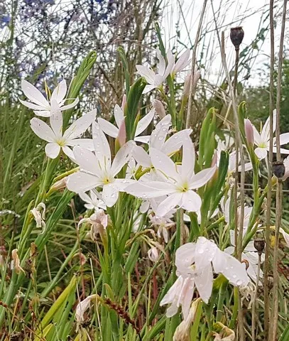 Schizostylis 'Pink Princess'
