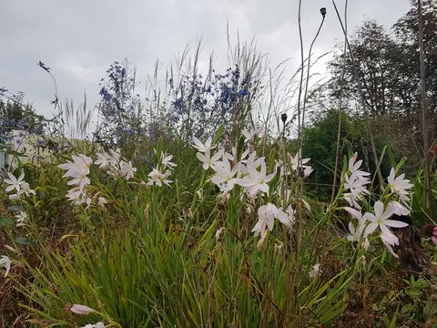 Schizostylis 'Pink Princess'