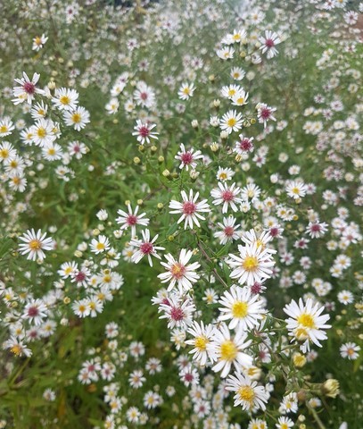 Aster lateriflorus 