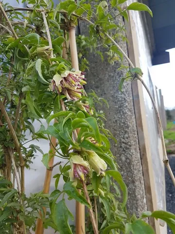 Clematis napaulensis 2