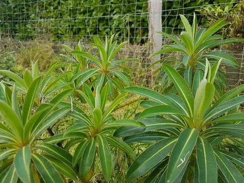 euphorbia mellifera