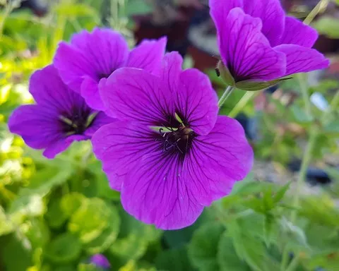 geranium psilostemon 'Ivan'